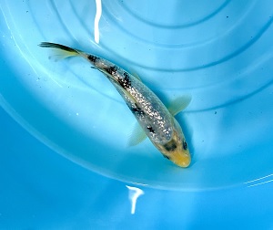 美個体！ 錦鯉 銀鱗白写り ｜錦鯉と金魚を通販でも店頭でも！千葉県の 
