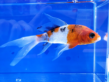 錦鯉 ヒレナガニシキゴイ　紅白 40cm 前後 一点物 色 鯉 色鯉 生体 ヒレナガニシキゴイ 変わり三色 2021⁄11⁄10撮影 ｜錦鯉と金魚を通販