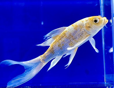 錦鯉 ヒレナガニシキゴイ　紅白 40cm 前後 一点物 色 鯉 色鯉 生体 ヒレナガニシキゴイ 変わり三色 2021⁄11⁄10撮影 ｜錦鯉と金魚を通販