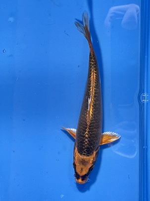 金松葉風ですが… 孔雀錦鯉 2021.11/6撮影 ｜錦鯉と金魚を通販でも店頭  