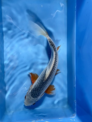 養魚場さんオススメ個体!! 浅黄錦鯉 2021.11/18撮影 ｜錦鯉と金魚を 