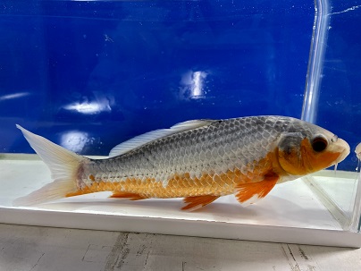 浅黄 あさぎ を通販でも店頭販売でも 千葉県の金魚と錦鯉のプロショップ