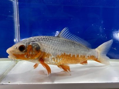 養魚場さんオススメ個体!! 浅黄錦鯉 2021.11/18撮影 ｜錦鯉と金魚を  