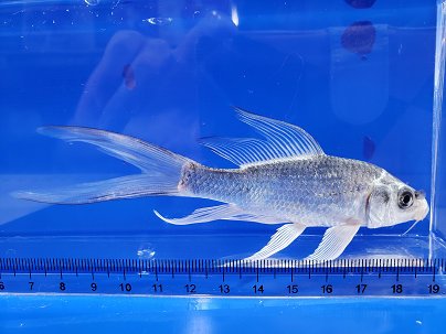 鰭長銀松葉錦鯉 2021/12/06撮影 ｜錦鯉と金魚を通販でも店頭でも！千葉  