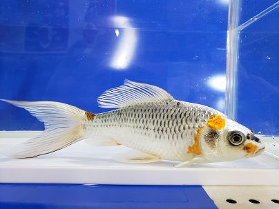 鰭長孔雀錦鯉 2022/1/10 ｜錦鯉と金魚を通販でも店頭でも！千葉県の  