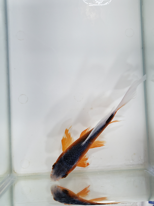 浅黄 あさぎ を通販でも店頭販売でも 千葉県の金魚と錦鯉のプロショップ