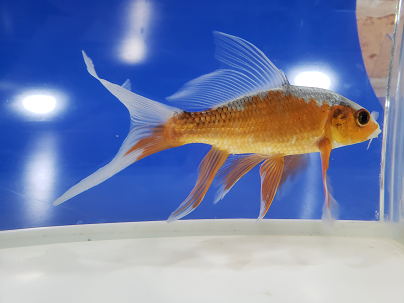 浅黄 あさぎ を通販でも店頭販売でも 千葉県の金魚と錦鯉のプロショップ