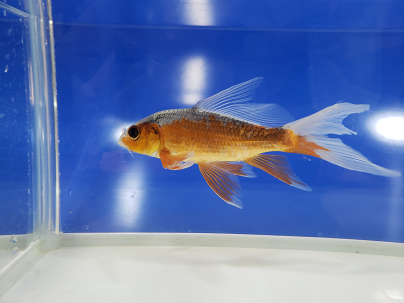 浅黄 あさぎ を通販でも店頭販売でも 千葉県の金魚と錦鯉のプロショップ