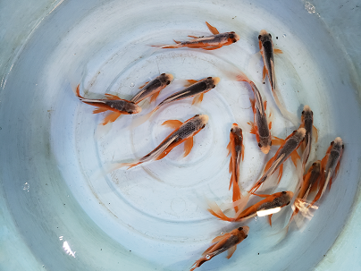 浅黄 あさぎ を通販でも店頭販売でも 千葉県の金魚と錦鯉のプロショップ