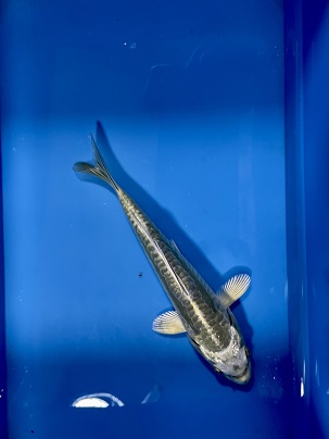 シルクのような光沢!! プラチナドイツ錦鯉 2022.3/22撮影 ｜錦鯉と金魚 