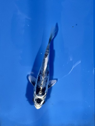 レア品種！！ 九紋竜錦鯉 2022.4/26撮影 ｜錦鯉と金魚を通販でも店頭  