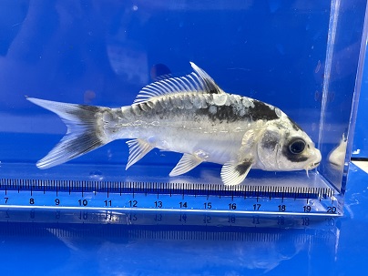 レア品種！！ 九紋竜錦鯉 2022.4/26撮影 ｜錦鯉と金魚を通販でも店頭 
