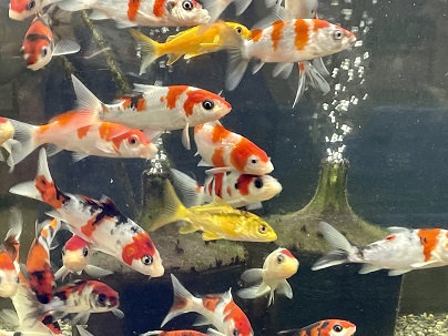 お得なセットです!! ミニ錦鯉おまかせ10匹セット ｜錦鯉と金魚を通販  