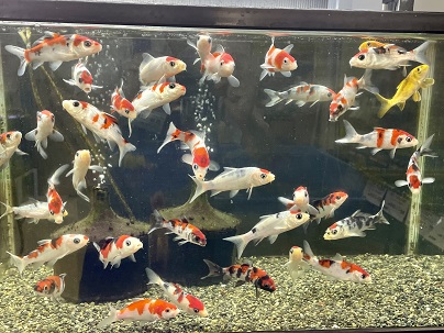 お得なセットです!! ミニ錦鯉おまかせ10匹セット ｜錦鯉と金魚を通販 